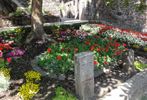 Blomster